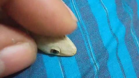 House Lizard Mimic To make My Kids Happy