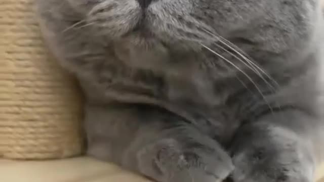 Cat funny video, Rumble