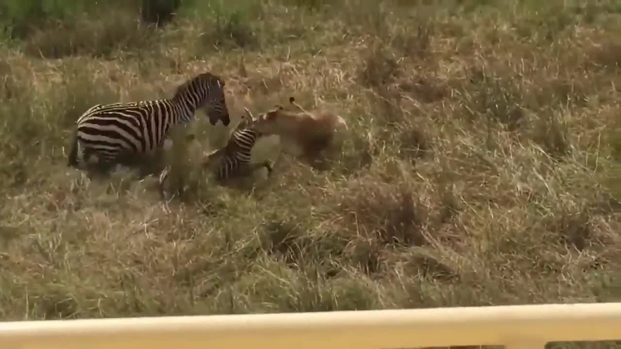 Wild animals attacked