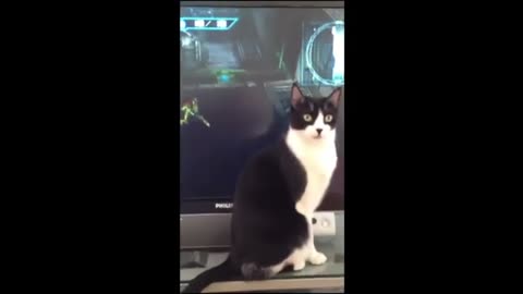 Funny cat videos