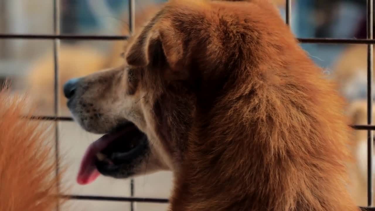 Backview of sad mixed breed dog behind the fences