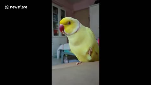 This parrot has an identity crisis and thinks he’s a banana