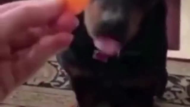 Como transformar um cão travesso com alguns minutos por dia!