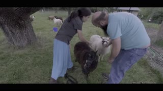 Putting Away Our Sheep
