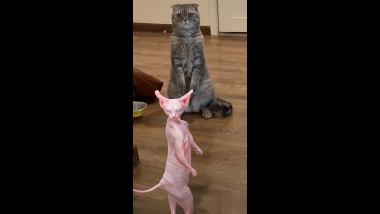 cat funny dance video