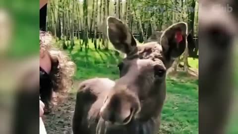 Animal funny vedio