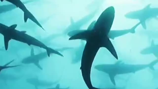 Marine life also has life; To protect the ocean is to protect yourself