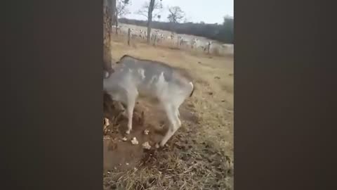 Animals That Asked People for Help & Kindness
