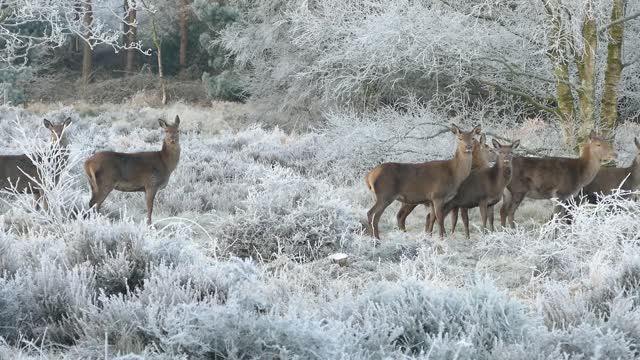 A group of deer in a snow-filled forest