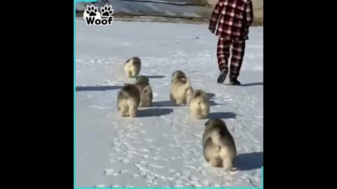 Puppies walking around