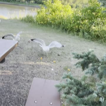 The seagulls and crow on the river