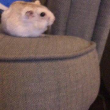 The lady of Hamster