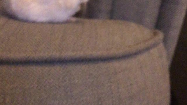 The lady of Hamster
