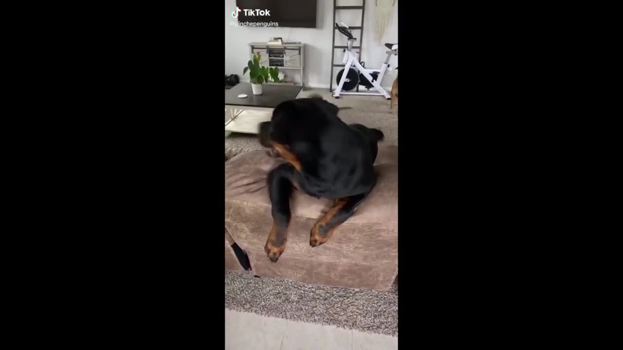 🐶 TikTok 🐶 Funniest Animal Videos Best Compilations