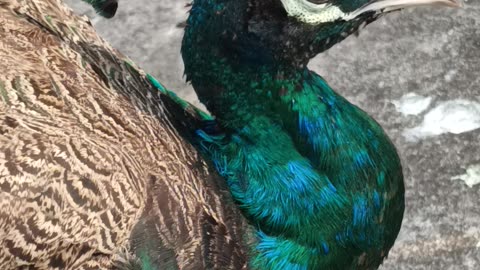 Peacock 🦚✨