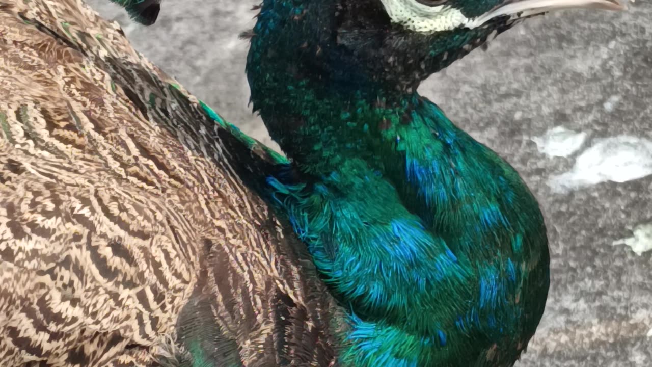 Peacock 🦚✨