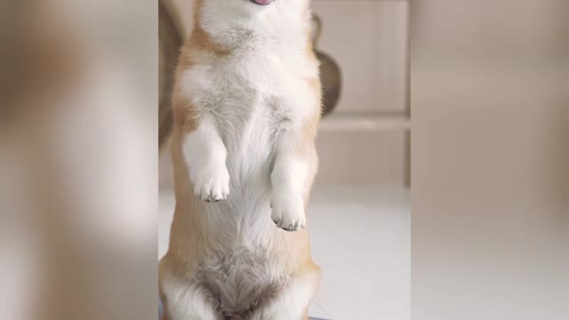 Funny puppy doing yoga by itself