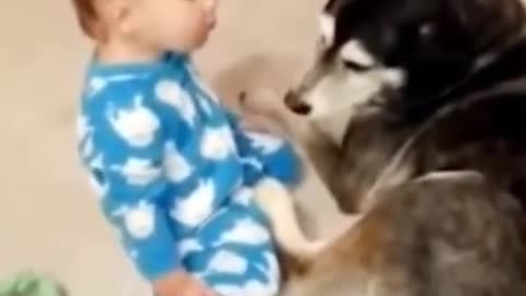 Funny Dogs - Try Not to Laugh While Watching These Funny Dogs - Best Funny Dog Videos 😂