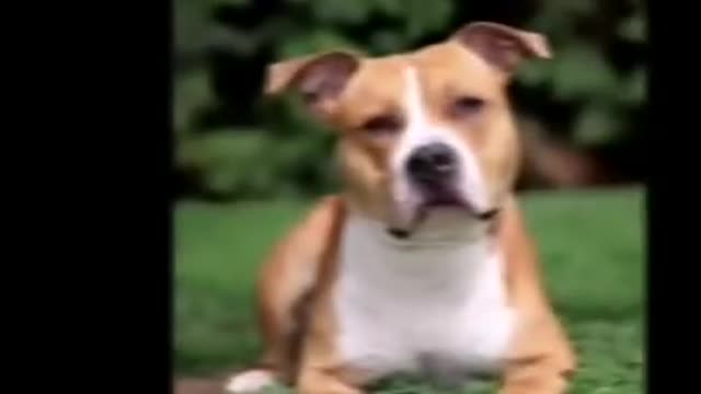 Funniest Pets In The World | Funny Dogs