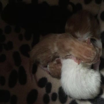 My four furry new kittens, day two since their birth