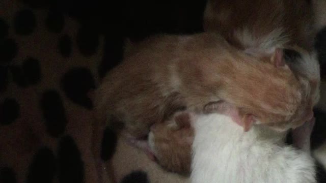 My four furry new kittens, day two since their birth