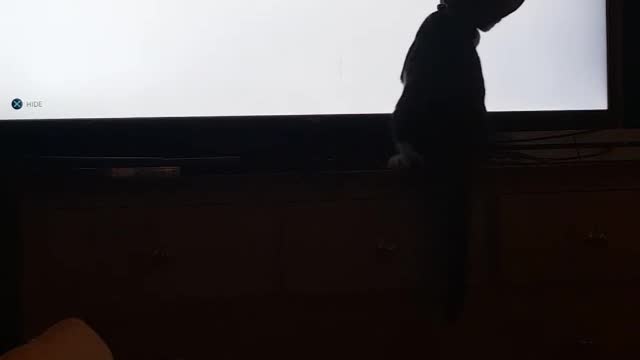 Grey cat trying to catch spaceships on screen