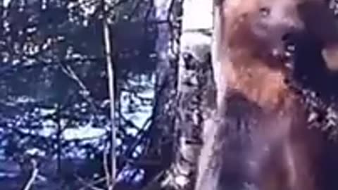 In the world of animals - Russian bear in the forest - Tik Tok #shorts