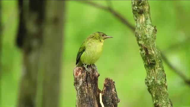 Green Parrot, Nature Video, 4k Birds Video