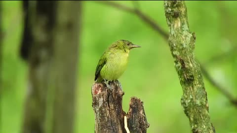 Green Parrot, Nature Video, 4k Birds Video