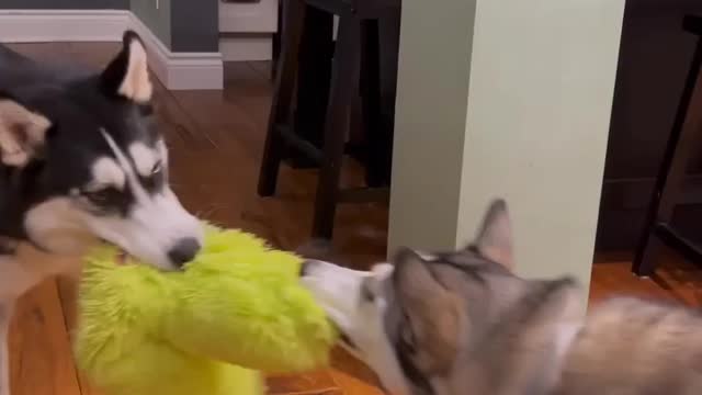 Pets forever animals funny videos 😀😜