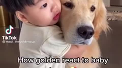 How Golden Reacts To baby Hugs