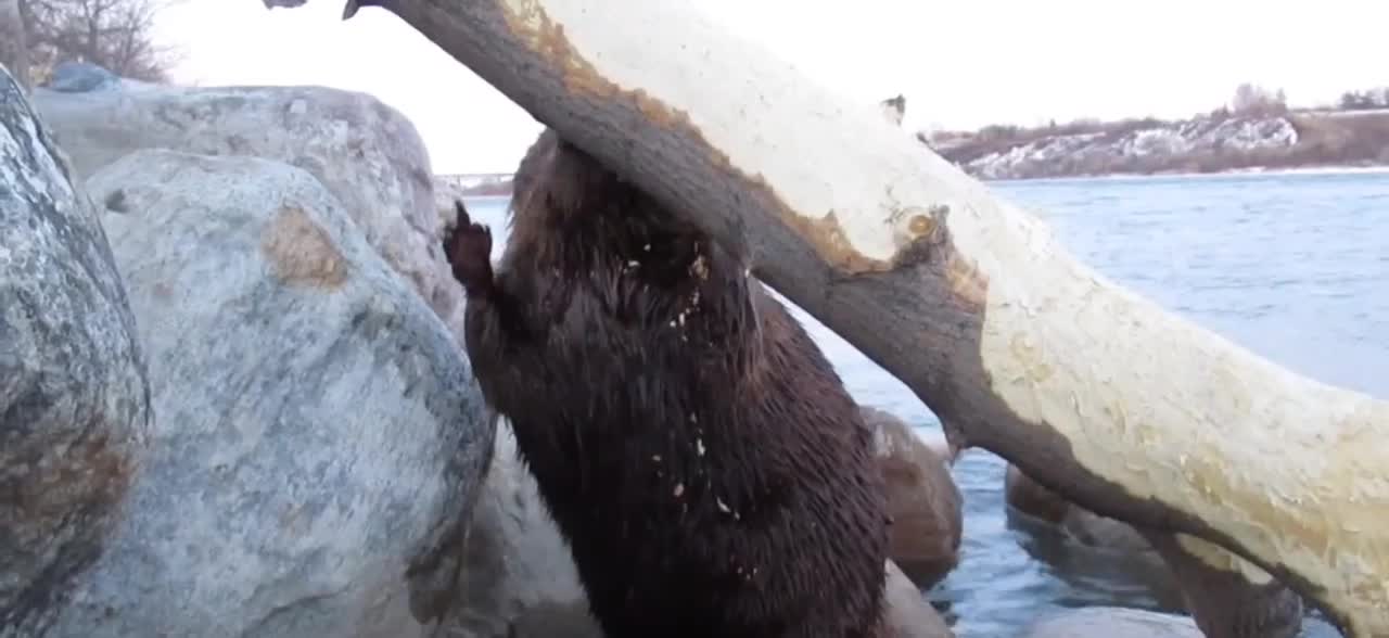Cute Beaver eating