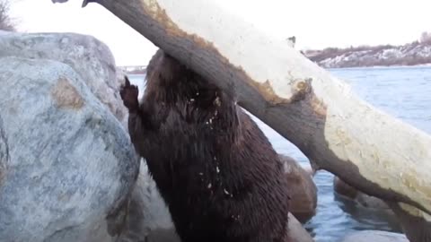 Cute Beaver eating