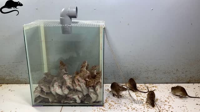 effective mouse traps