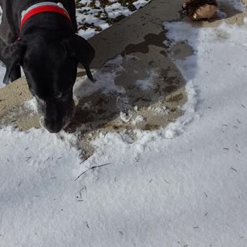 Determined dog is a snow removal expert, although it can take a while!