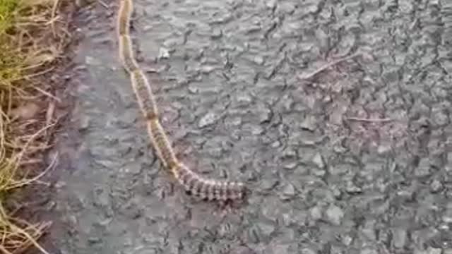 Strange migration of Caterpillars in France!