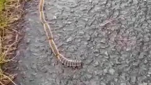 Strange migration of Caterpillars in France!