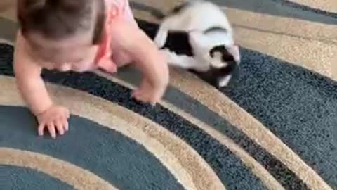 Funny cute little cat baby video