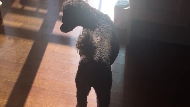 How to photosynthesize a little puppy that wants to go out but can't.