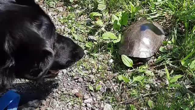 Dog's 1st Encounter with Turtle is Priceless