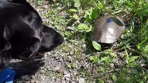 Dog's 1st Encounter with Turtle is Priceless