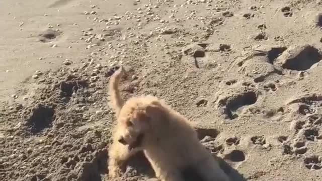 Curly haired brown dog with head outside window while car is moving