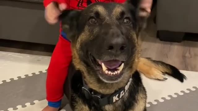 Baby Sits and Squeals on Shepherd Pup