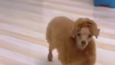 Funny dog