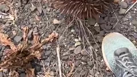 Echidna animal