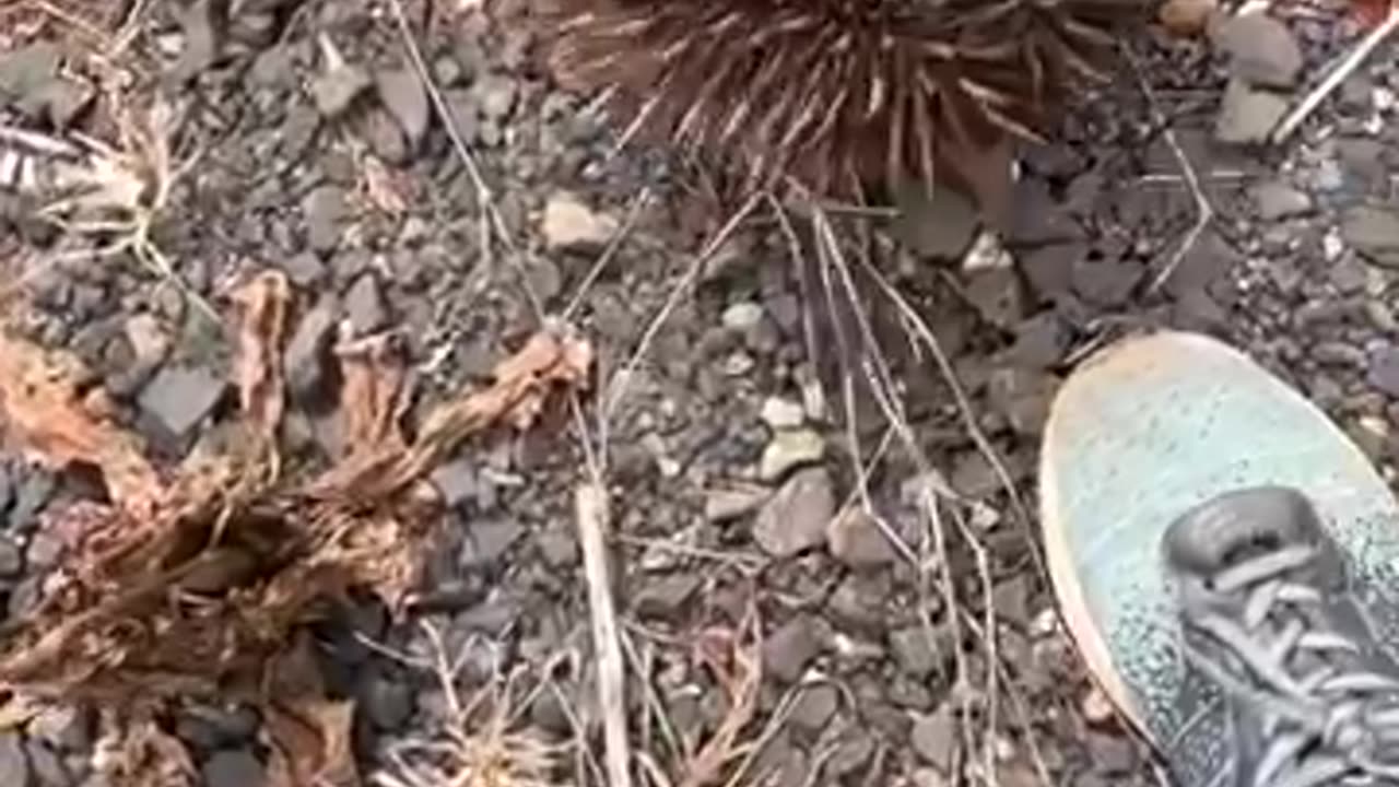 Echidna animal