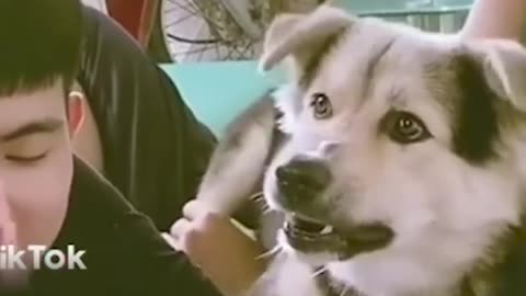funny animal hilarious laugh videos #52