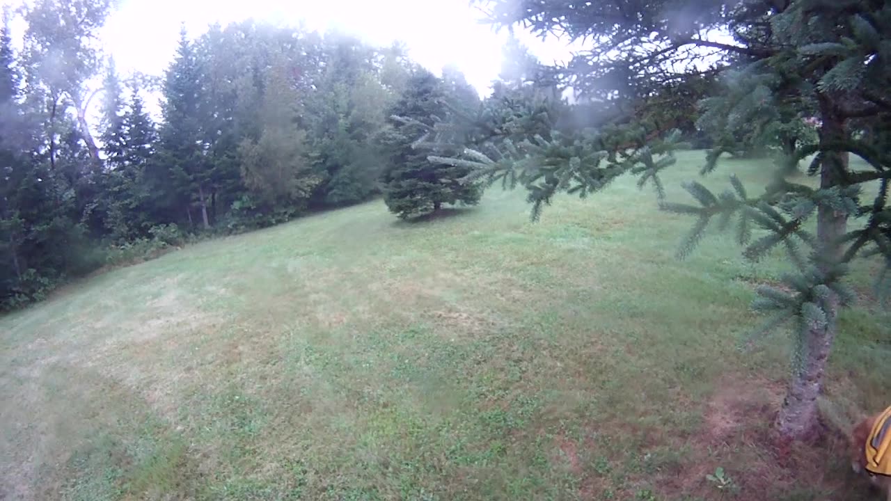 August 21th, 59º raining so Flynn and i stick to the yard.