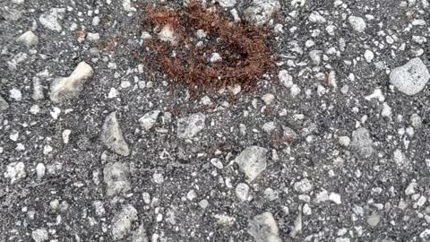 Ants eating a worm