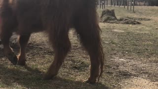 Highland Cattle Protecting Their New Calf